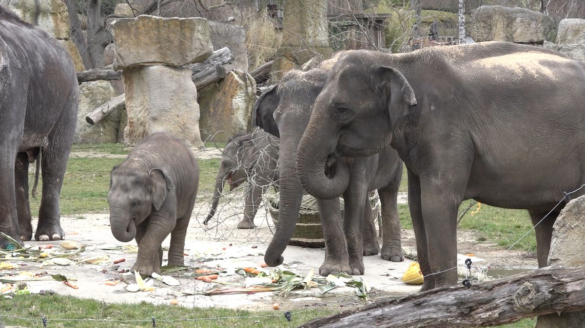 V pražské zoo zranila slonice chovatelku